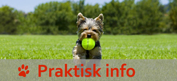 opretholde filosof Regeringsforordning Velkommen til Hundecenter Nordjylland 